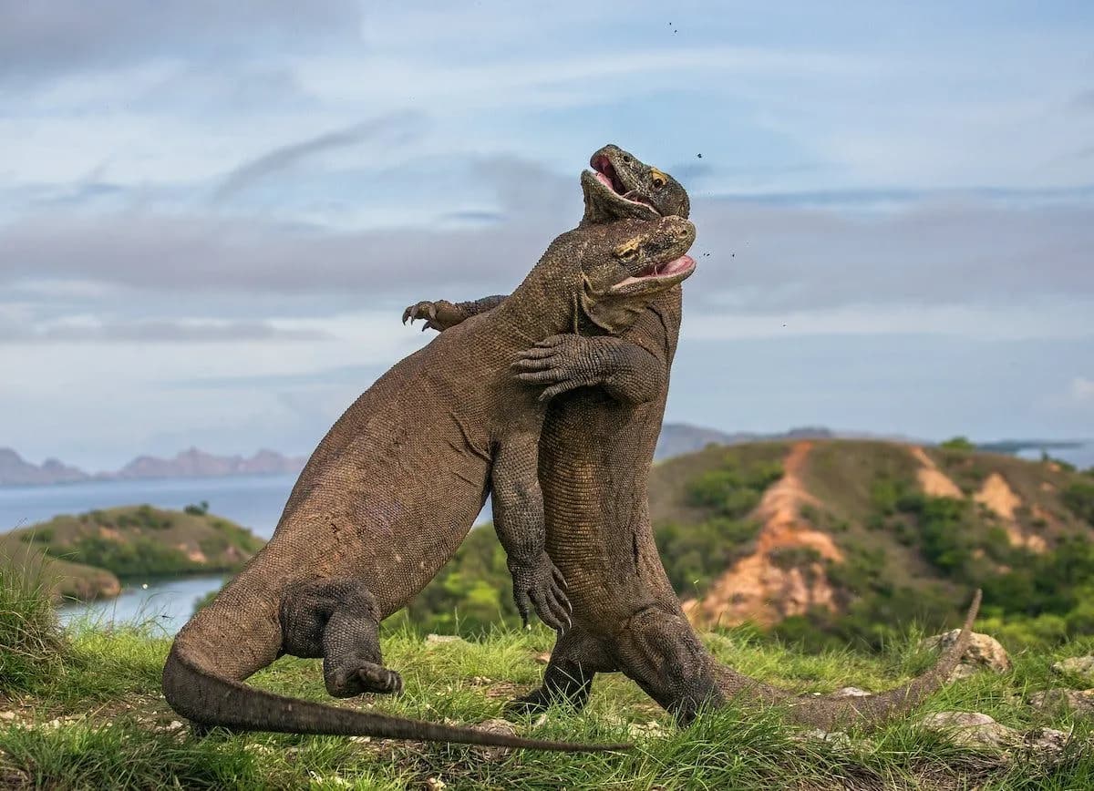 Komodo Dragons: 10 Things You Need to Know + How to See Them